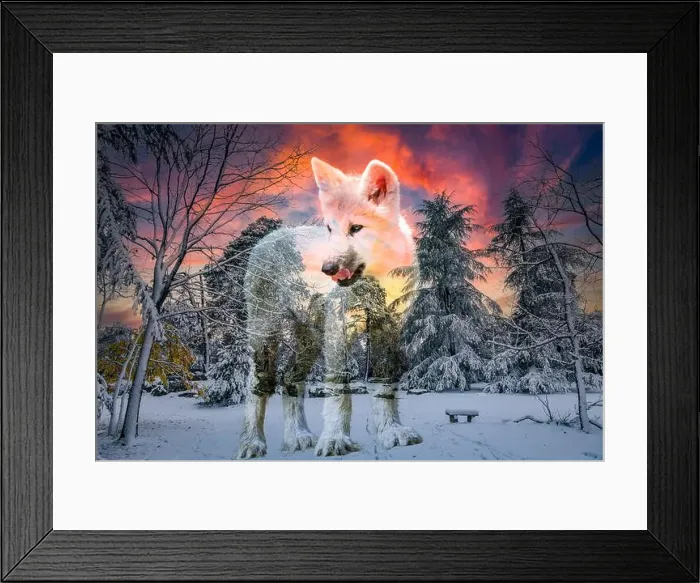 Framed Print : view of an arctic wolf cub in a beautiful winter setting Framed Print : view of an arctic wolf cub in a beautiful winter setting