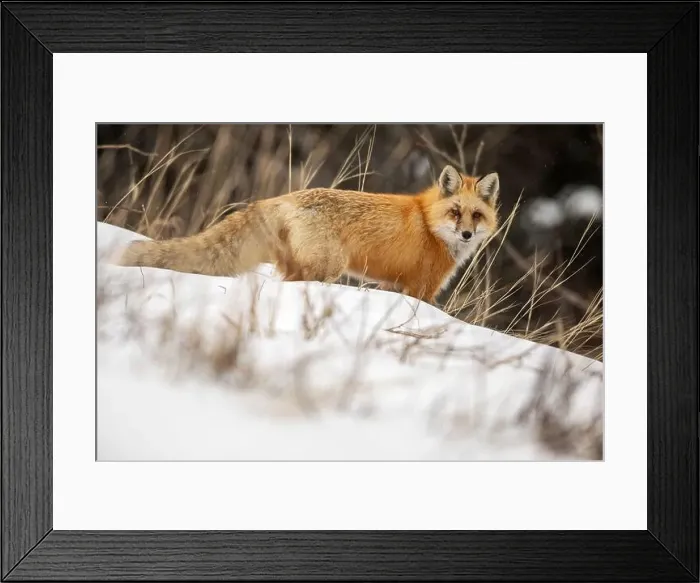 Framed Print : Red fox (Vulpes vulpes) standing alert in a snowy landscape, scanning surroundings Framed Print : Red fox (Vulpes vulpes) standing alert in a snowy landscape, scanning surroundings