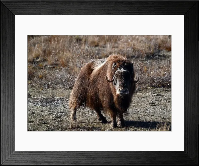 Framed Print : Musk ox grazing in the tundra not far away from Deadhorse, Alaska Framed Print : Musk ox grazing in the tundra not far away from Deadhorse, Alaska