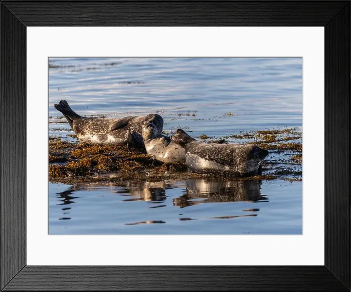 Framed Print : I'm returning to my beloved Iceland, its landscapes and northern lights! Framed Print : I'm returning to my beloved Iceland, its landscapes and northern lights!