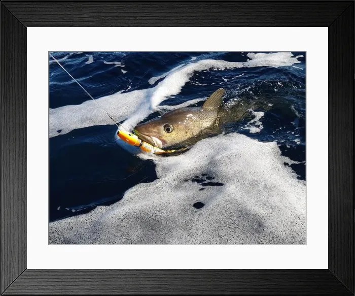 Framed Print : A sizeable Atlantic skrei cod fighting in the water caught with softball jig on a sunny March day in Finnmark, Norway Framed Print : A sizeable Atlantic skrei cod fighting in the water caught with softball jig on a sunny March day in Finnmark, Norway
