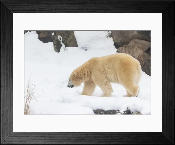 Framed Print : polar bear (Ursus maritimus) in winter Framed Print : polar bear (Ursus maritimus) in winter