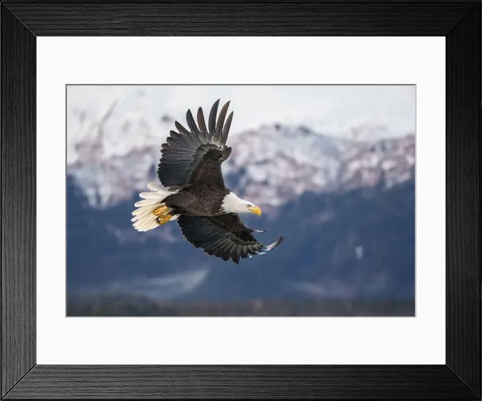 Framed Print : Majestic Bald Eagle in Flight Over Snowy Mountain Landscape Framed Print : Majestic Bald Eagle in Flight Over Snowy Mountain Landscape
