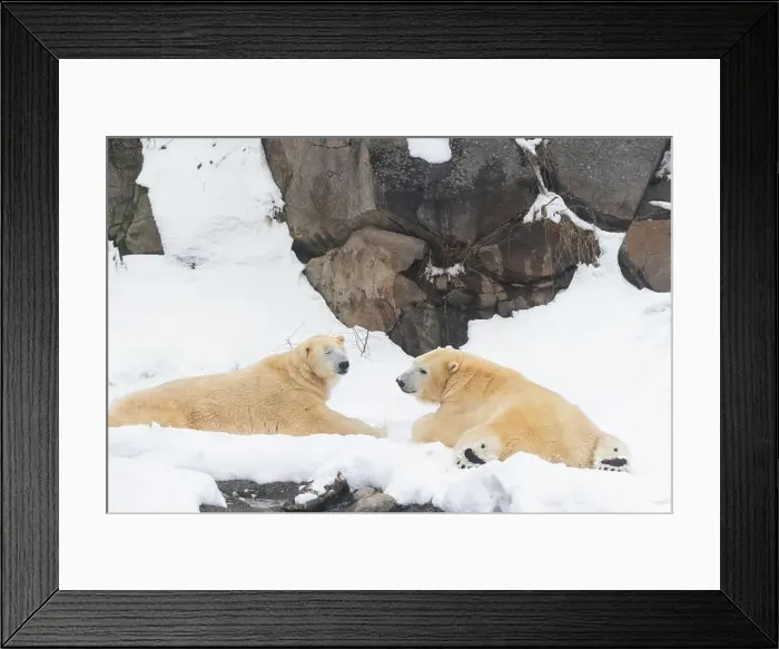 Framed Print : Two males polar bear (Ursus maritimus) in winter Framed Print : Two males polar bear (Ursus maritimus) in winter