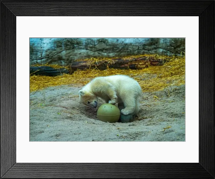 Framed Print : Polar bear (Ursus maritimus) yearling Cup at the Karlsruhe Zoo. Mika is born on 2 November 2024 Framed Print : Polar bear (Ursus maritimus) yearling Cup at the Karlsruhe Zoo. Mika is born on 2 November 2024