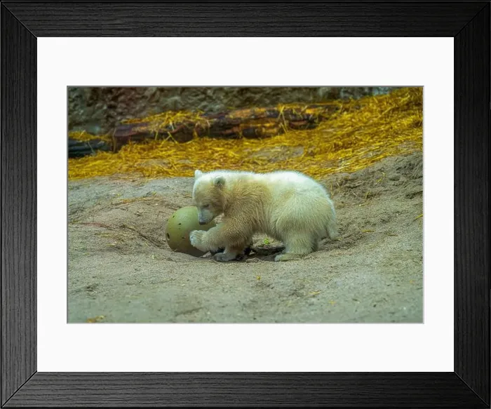 Framed Print : Polar bear (Ursus maritimus) yearling Cup at the Karlsruhe Zoo. Mika is born on 2 November 2024 Framed Print : Polar bear (Ursus maritimus) yearling Cup at the Karlsruhe Zoo. Mika is born on 2 November 2024