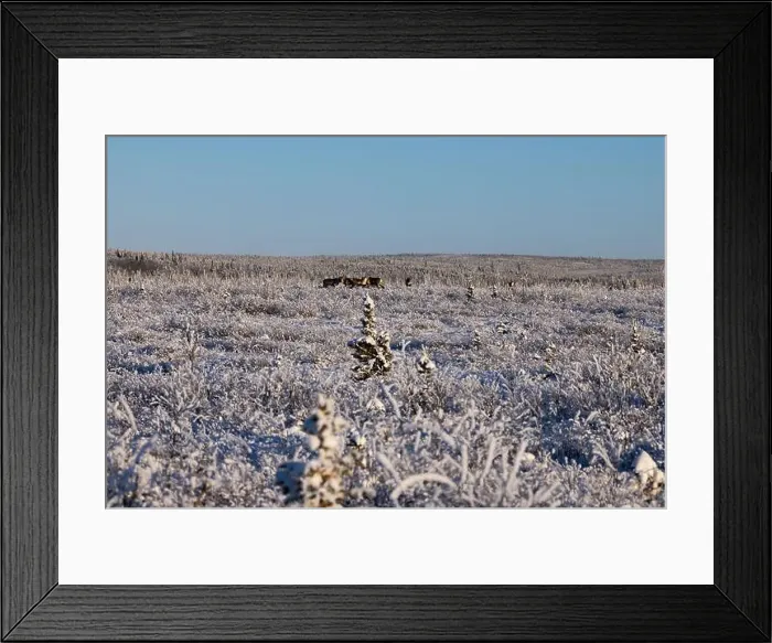 Framed Print : Caribou in icy field on a sunny winter day near Delta Junction, Alaska Framed Print : Caribou in icy field on a sunny winter day near Delta Junction, Alaska