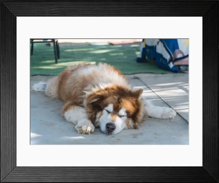 Framed Print : Large brown fluffy Alaskan Malamute dog with thick fur sleeping with comfortable Framed Print : Large brown fluffy Alaskan Malamute dog with thick fur sleeping with comfortable