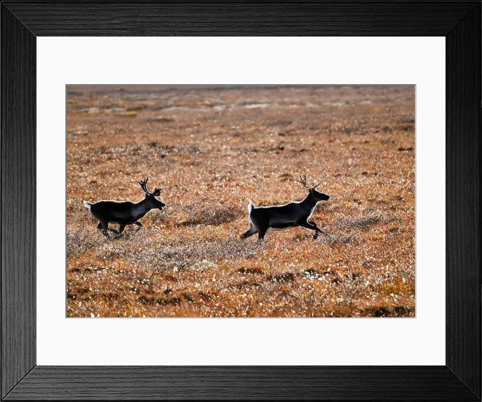 Framed Print : Two caribou run in the arctic tundra near Deadhorse in Alaska Framed Print : Two caribou run in the arctic tundra near Deadhorse in Alaska