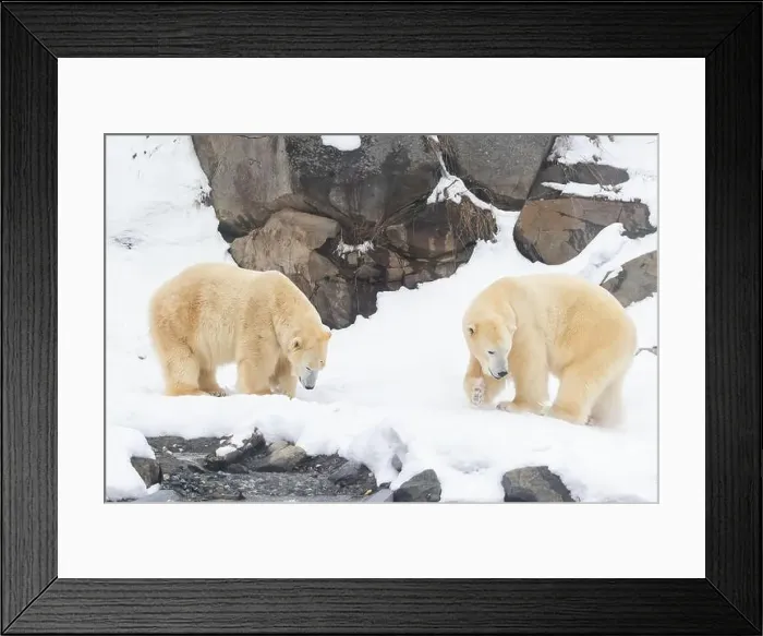Framed Print : Two males polar bear (Ursus maritimus) in winter Framed Print : Two males polar bear (Ursus maritimus) in winter