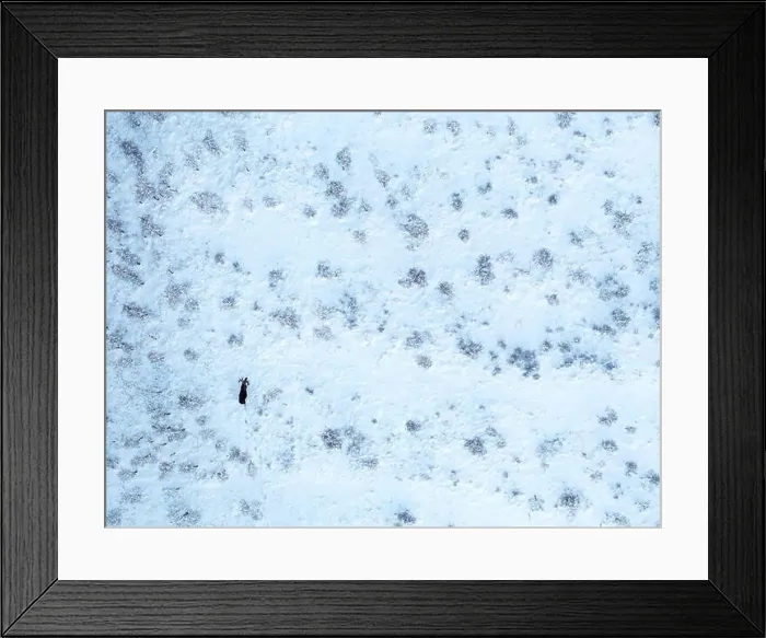 Framed Print : defaultA lone moose (Alces alces) moves through a snowy landscape, captured from above Framed Print : defaultA lone moose (Alces alces) moves through a snowy landscape, captured from above