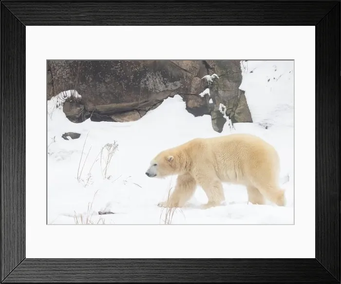 Framed Print : polar bear (Ursus maritimus) in winter Framed Print : polar bear (Ursus maritimus) in winter