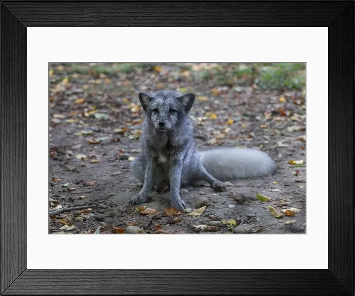 Framed Print : The Arctic fox (Vulpes lagopus) or white fox Framed Print : The Arctic fox (Vulpes lagopus) or white fox