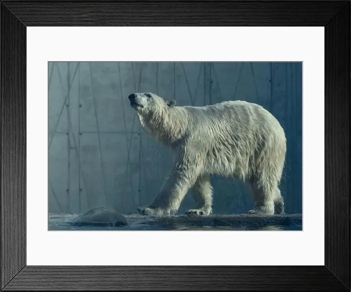 Framed Print : Polar bear close-up at the zoo. A female polar bear walking in the zoo aviary Framed Print : Polar bear close-up at the zoo. A female polar bear walking in the zoo aviary