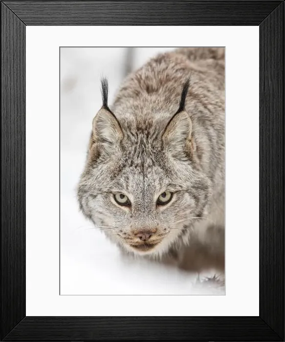 Framed Print : Canada lynx (Lynx canadensis) stalking prey in a snowy winter landscape, focused and alert Framed Print : Canada lynx (Lynx canadensis) stalking prey in a snowy winter landscape, focused and alert