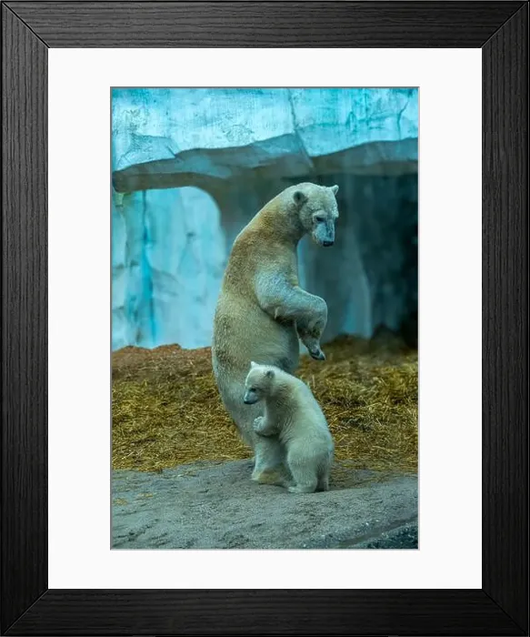 Framed Print : Mother polar bear (Ursus maritimus) and yearling Cup at the Karlsruhe Zoo. Mika is born on 2 November 2024 Framed Print : Mother polar bear (Ursus maritimus) and yearling Cup at the Karlsruhe Zoo. Mika is born on 2 November 2024
