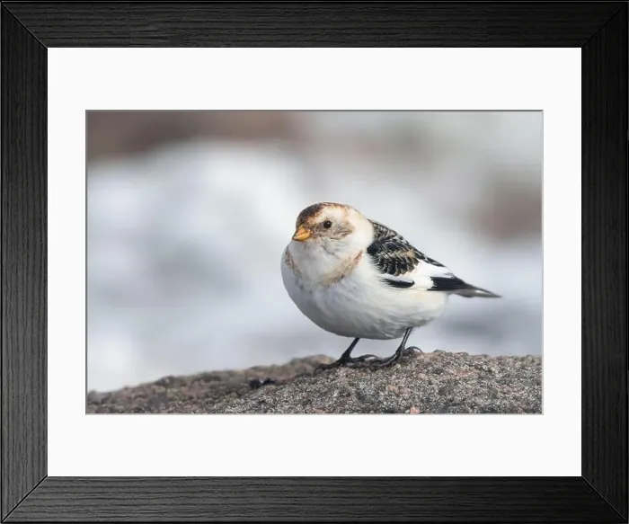 Framed Print : Snow bunting (Plectrophenax nivalis) on the summit of Cairn Gorm mountain, Scotland. Cute winter bird Framed Print : Snow bunting (Plectrophenax nivalis) on the summit of Cairn Gorm mountain, Scotland. Cute winter bird