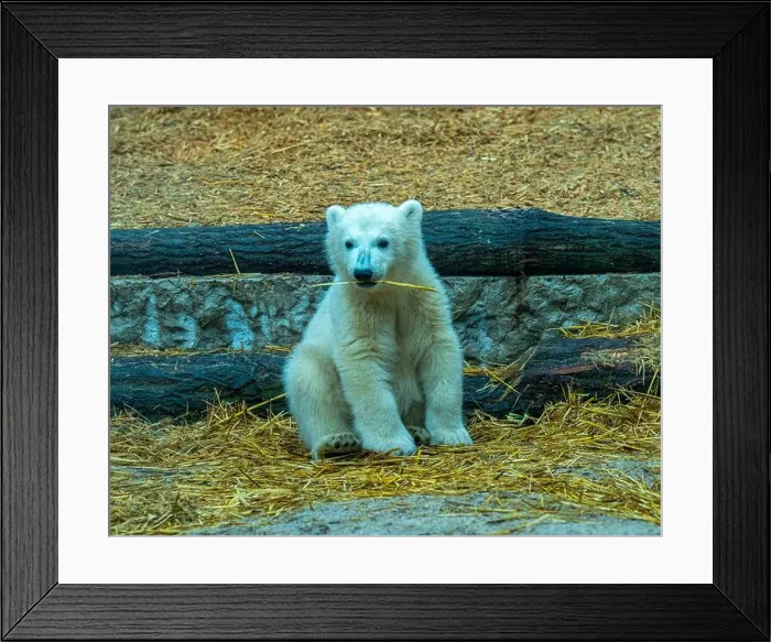 Framed Print : Polar bear (Ursus maritimus) yearling Cup at the Karlsruhe Zoo. Mika is born on 2 November 2024 Framed Print : Polar bear (Ursus maritimus) yearling Cup at the Karlsruhe Zoo. Mika is born on 2 November 2024