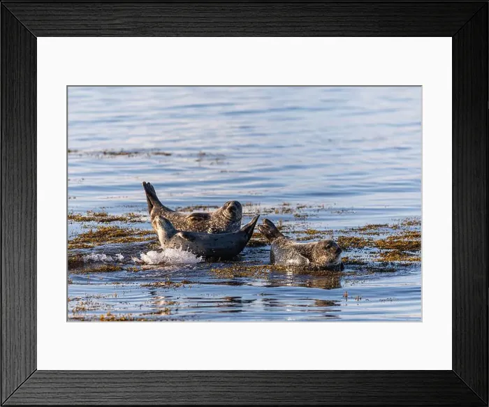 Framed Print : I'm returning to my beloved Iceland, its landscapes and northern lights! Framed Print : I'm returning to my beloved Iceland, its landscapes and northern lights!