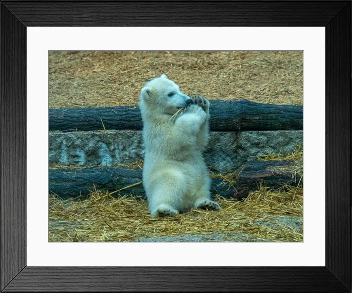 Framed Print : Polar bear (Ursus maritimus) yearling Cup at the Karlsruhe Zoo. Mika is born on 2 November 2024 Framed Print : Polar bear (Ursus maritimus) yearling Cup at the Karlsruhe Zoo. Mika is born on 2 November 2024