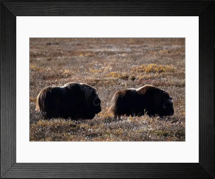 Framed Print : Two musk oxes grazing in the tundra not far away from Deadhorse, Alaska Framed Print : Two musk oxes grazing in the tundra not far away from Deadhorse, Alaska