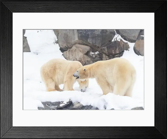 Framed Print : Two males polar bear (Ursus maritimus) in winter Framed Print : Two males polar bear (Ursus maritimus) in winter