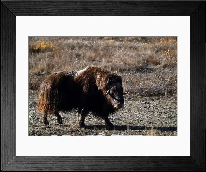 Framed Print : Musk ox grazing in the tundra not far away from Deadhorse, Alaska Framed Print : Musk ox grazing in the tundra not far away from Deadhorse, Alaska