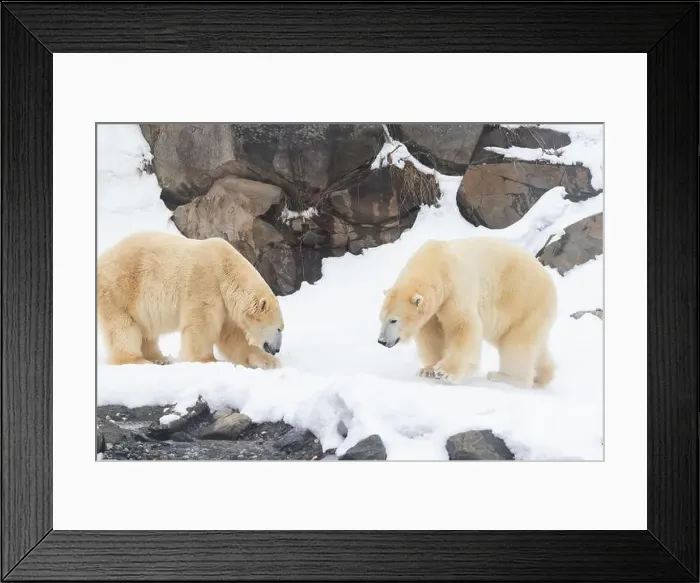 Framed Print : Two males polar bear (Ursus maritimus) in winter Framed Print : Two males polar bear (Ursus maritimus) in winter