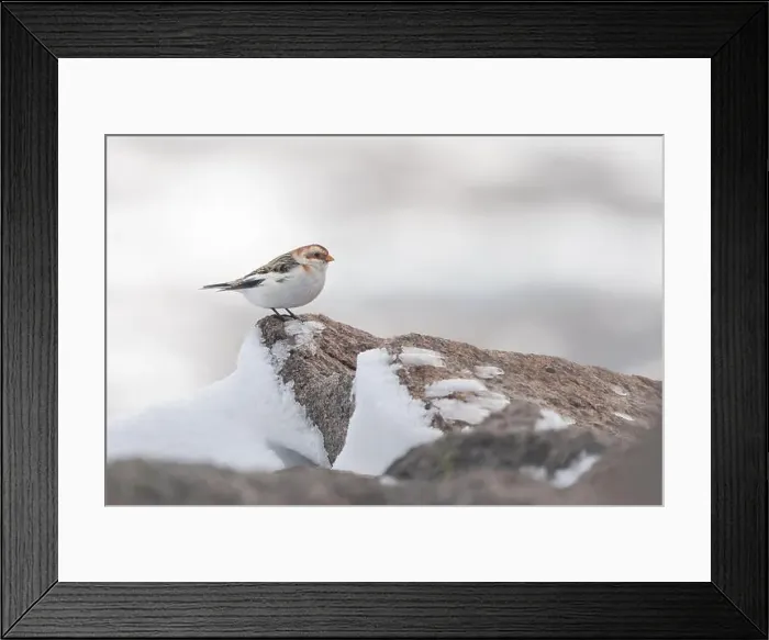 Framed Print : Snow bunting (Plectrophenax nivalis) on the summit of Cairn Gorm mountain, Scotland. Cute winter bird Framed Print : Snow bunting (Plectrophenax nivalis) on the summit of Cairn Gorm mountain, Scotland. Cute winter bird