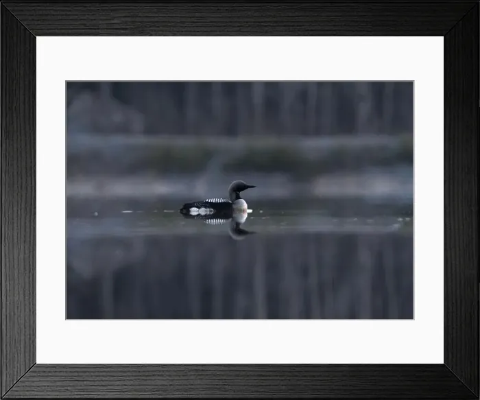 Framed Print : Black-throated loon, arctic loon or black-throated diver (Gavia arctica) swimming in a misty lake in spring morning Framed Print : Black-throated loon, arctic loon or black-throated diver (Gavia arctica) swimming in a misty lake in spring morning