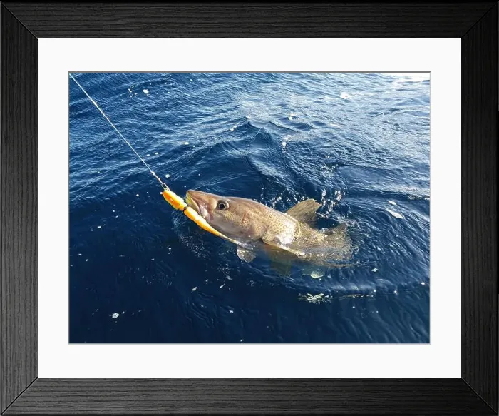 Framed Print : A sizeable Atlantic skrei cod fighting in the water caught with softball jig on a sunny March day in Finnmark, Norway Framed Print : A sizeable Atlantic skrei cod fighting in the water caught with softball jig on a sunny March day in Finnmark, Norway