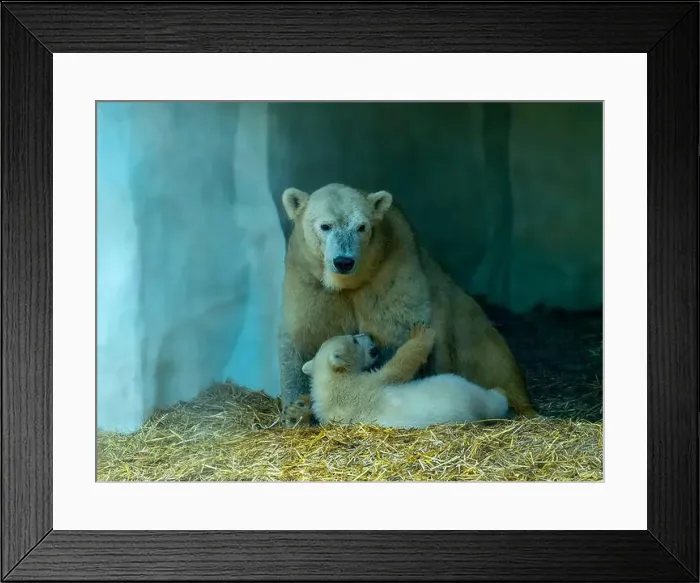 Framed Print : Mother polar bear (Ursus maritimus) and yearling Cup at the Karlsruhe Zoo. Mika is born on 2 November 2024 Framed Print : Mother polar bear (Ursus maritimus) and yearling Cup at the Karlsruhe Zoo. Mika is born on 2 November 2024