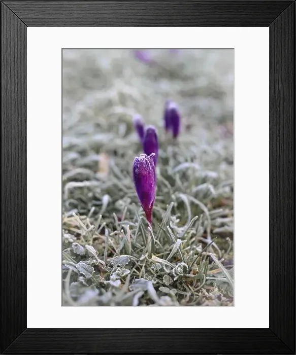 Framed Print : A row of purple crocus amongst frosted grass on an icy winter morning with golden sun reflected off the flower petals Framed Print : A row of purple crocus amongst frosted grass on an icy winter morning with golden sun reflected off the flower petals