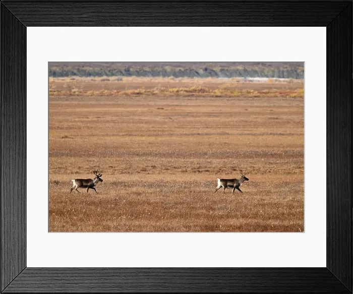 Framed Print : Two caribou run in the arctic tundra near Deadhorse in Alaska Framed Print : Two caribou run in the arctic tundra near Deadhorse in Alaska