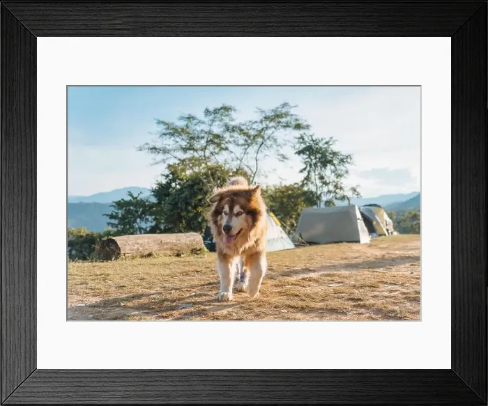 Framed Print : Large brown fluffy Alaskan Malamute dog with thick fur running with cheerful in camping area on the mountain in sunny Framed Print : Large brown fluffy Alaskan Malamute dog with thick fur running with cheerful in camping area on the mountain in sunny