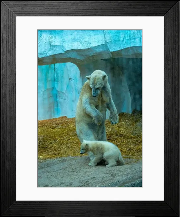Framed Print : Mother polar bear (Ursus maritimus) and yearling Cup at the Karlsruhe Zoo. Mika is born on 2 November 2024 Framed Print : Mother polar bear (Ursus maritimus) and yearling Cup at the Karlsruhe Zoo. Mika is born on 2 November 2024