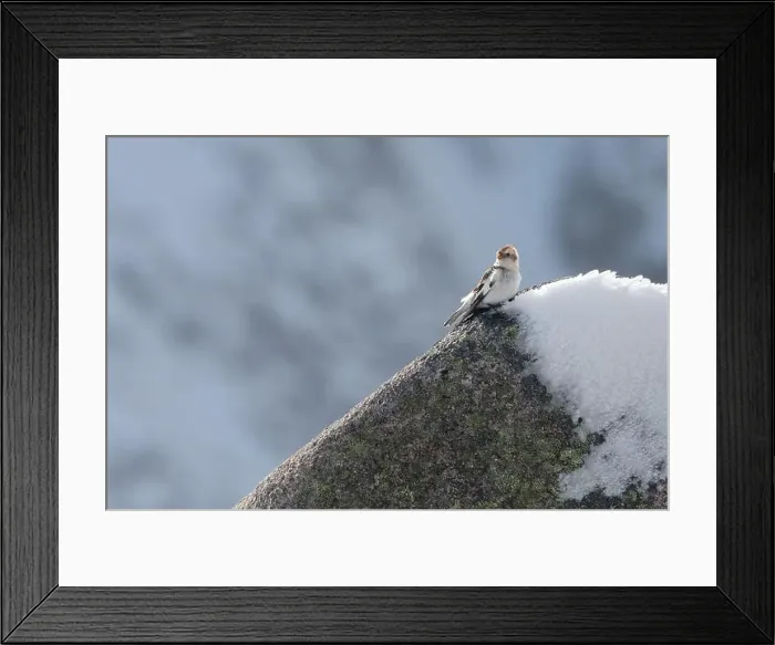 Framed Print : Snow bunting (Plectrophenax nivalis) on the summit of Cairn Gorm mountain, Scotland. Cute winter bird Framed Print : Snow bunting (Plectrophenax nivalis) on the summit of Cairn Gorm mountain, Scotland. Cute winter bird