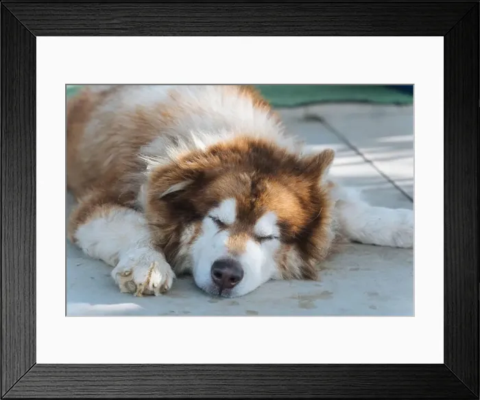 Framed Print : Large brown fluffy Alaskan Malamute dog with thick fur sleeping with comfortable Framed Print : Large brown fluffy Alaskan Malamute dog with thick fur sleeping with comfortable
