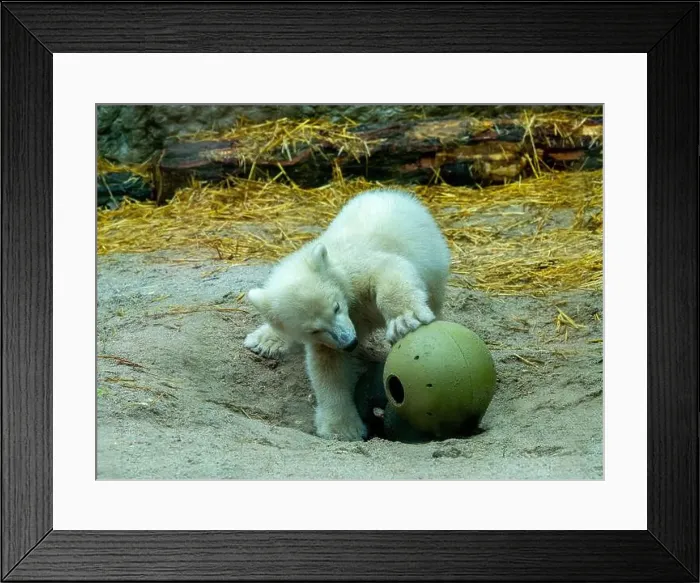 Framed Print : Polar bear (Ursus maritimus) yearling Cup at the Karlsruhe Zoo. Mika is born on 2 November 2024 Framed Print : Polar bear (Ursus maritimus) yearling Cup at the Karlsruhe Zoo. Mika is born on 2 November 2024