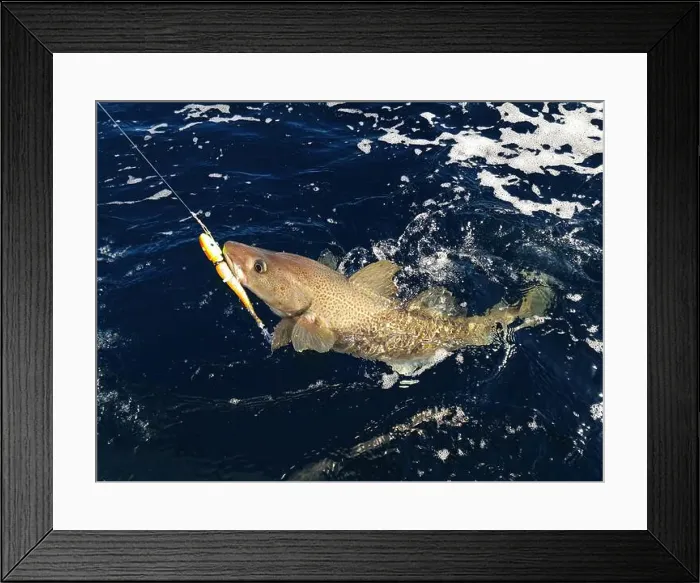 Framed Print : A sizeable Atlantic skrei cod fighting in the water caught with softball jig on a sunny March day in Finnmark, Norway Framed Print : A sizeable Atlantic skrei cod fighting in the water caught with softball jig on a sunny March day in Finnmark, Norway