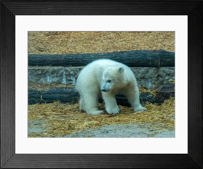 Framed Print : Polar bear (Ursus maritimus) yearling Cup at the Karlsruhe Zoo. Mika is born on 2 November 2024 Framed Print : Polar bear (Ursus maritimus) yearling Cup at the Karlsruhe Zoo. Mika is born on 2 November 2024
