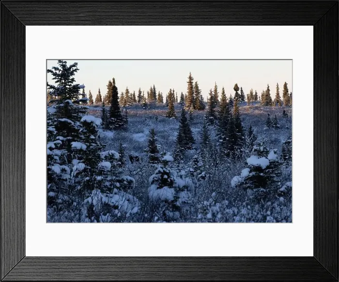 Framed Print : Moose in snowy field with trees near Donnelly Dome on a winter afternoon near Delta Junction, Alaska Framed Print : Moose in snowy field with trees near Donnelly Dome on a winter afternoon near Delta Junction, Alaska