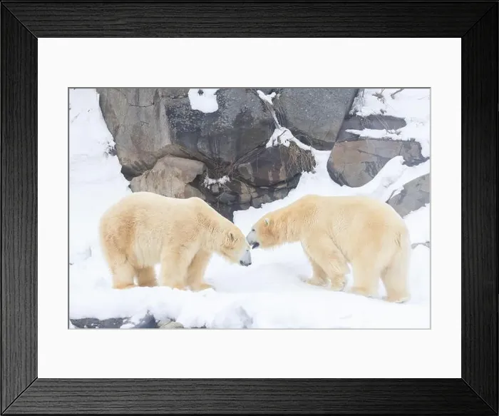 Framed Print : Two males polar bear (Ursus maritimus) in winter Framed Print : Two males polar bear (Ursus maritimus) in winter