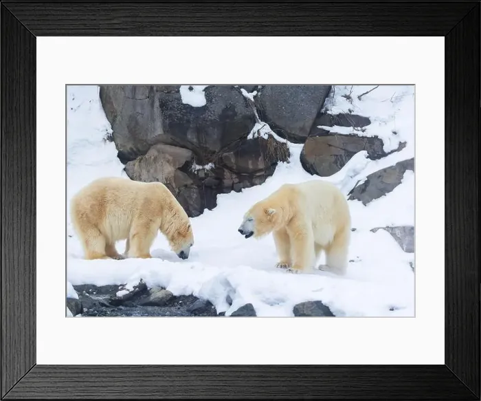 Framed Print : Two males polar bear (Ursus maritimus) in winter Framed Print : Two males polar bear (Ursus maritimus) in winter