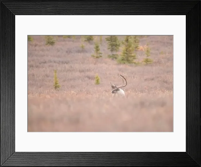 Framed Print : Majestic Caribou in Autumn Tundra During Peaceful Sunset Hours Framed Print : Majestic Caribou in Autumn Tundra During Peaceful Sunset Hours