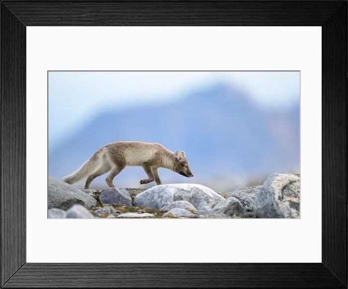 Framed Print : Arctic fox (Alopex lagopus) in rocky landscape, Svalbard