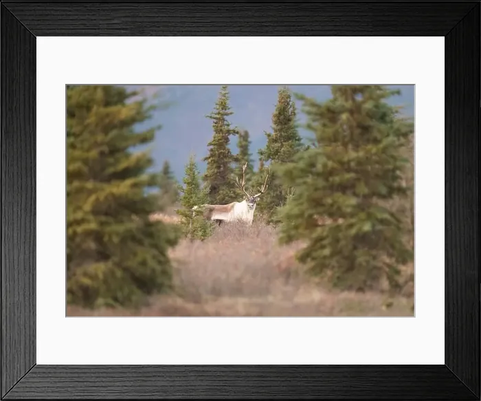 Framed Print : Majestic Caribou Standing Among Fir Trees in Natural Habitat Framed Print : Majestic Caribou Standing Among Fir Trees in Natural Habitat