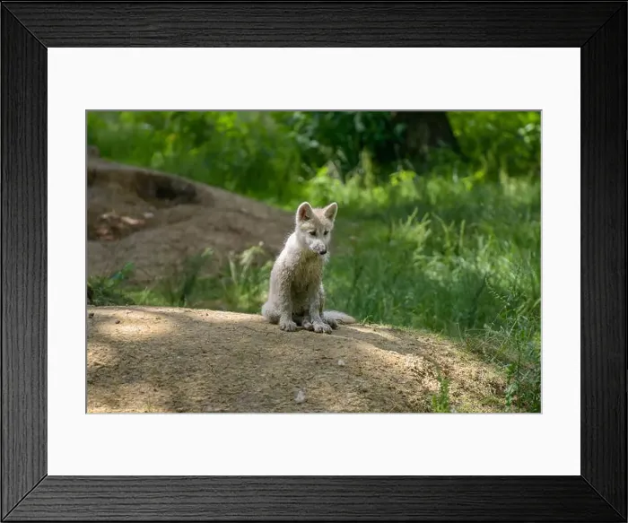 Framed Print : arctic wolf cub in the forest at spring in France Framed Print : arctic wolf cub in the forest at spring in France