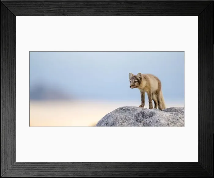 Framed Print : Arctic fox (Alopex lagopus) in rocky landscape, Svalbard Framed Print : Arctic fox (Alopex lagopus) in rocky landscape, Svalbard