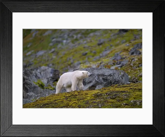 Framed Print : Polar bear (Ursus maritimus) on land in summer, Svalbard, Norway Framed Print : Polar bear (Ursus maritimus) on land in summer, Svalbard, Norway